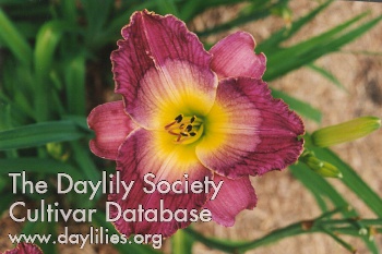 Daylily Court Magician